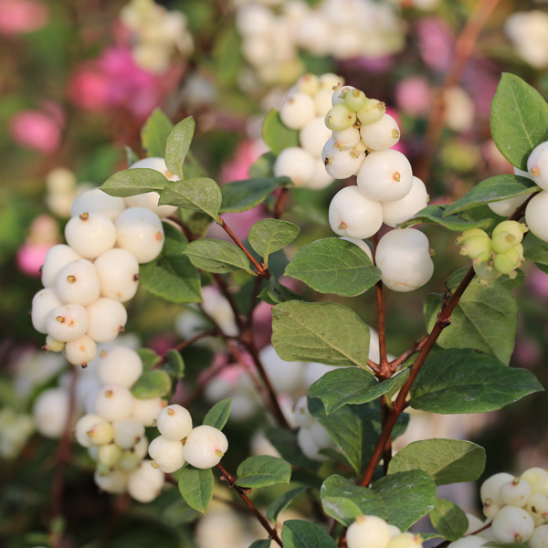 Symphoricarpos Snowberry Symphoricarpos Snowberry