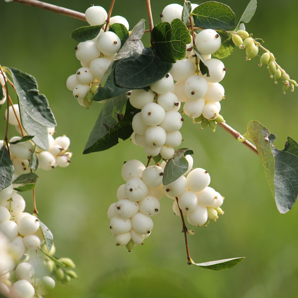 Symphoricarpos Snowberry Symphoricarpos Snowberry