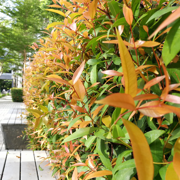 Syzygium Resilience Syzygium Resilience