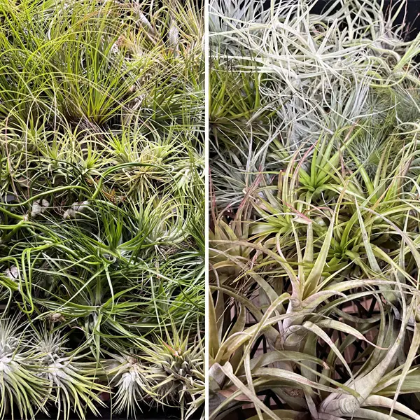 Tillandsia Lucky Dip Tillandsia Lucky Dip