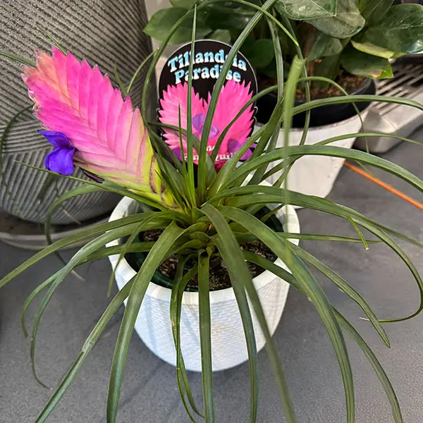Tillandsia Pink Quill Paradise Tillandsia Pink Quill Paradise