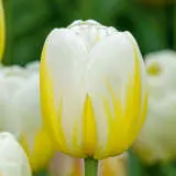 Tulip Antarctica Flame Tulip Antarctica Flame