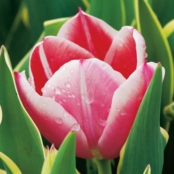 Tulip Charmeur Tulip Charmeur