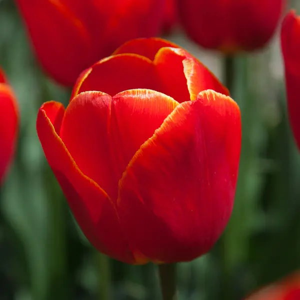 Tulip Esta Bonita Tulip Esta Bonita