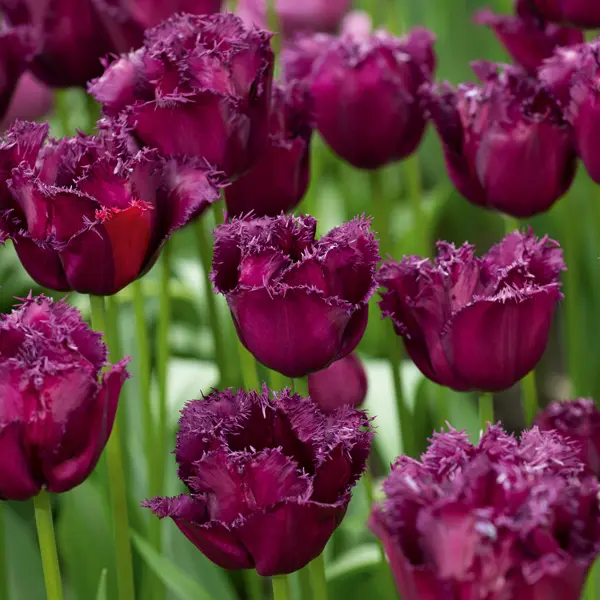 Tulip Gorilla Tulip Gorilla