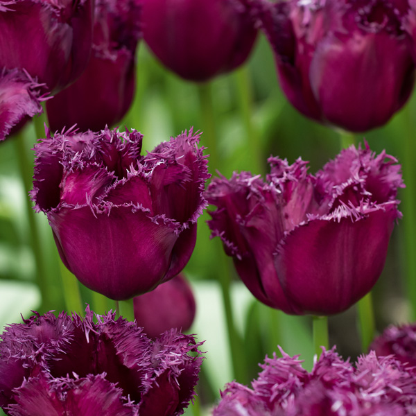 Tulip Gorilla