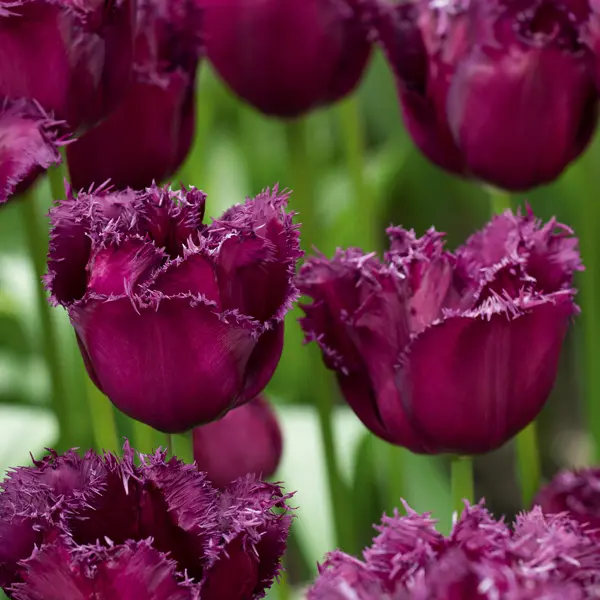 Tulip Gorilla Tulip Gorilla
