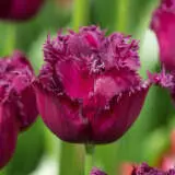 Tulip Gorilla Tulip Gorilla