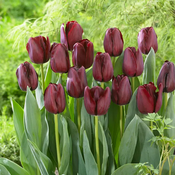 Tulip Gypsy Eyes Tulip Gypsy Eyes