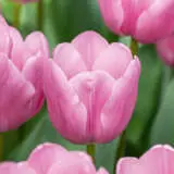 Tulip Lincoln Tulip Lincoln