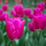 Tulip Pink Ardour Tulip Pink Ardour