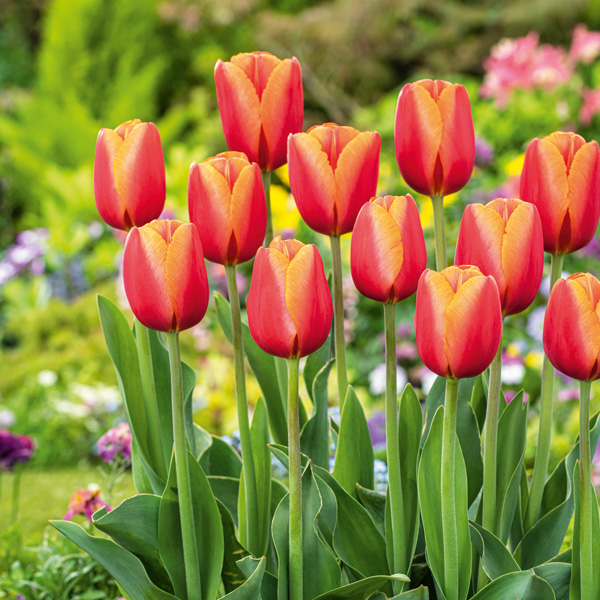 Tulip Time Out Tulip Time Out