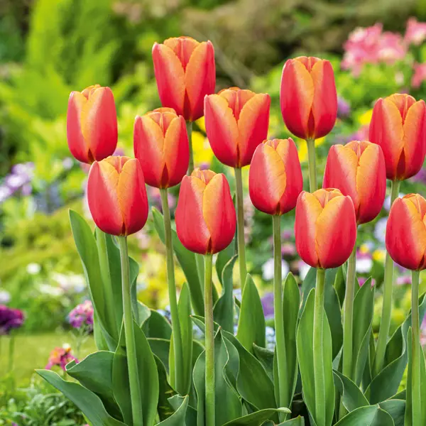 Tulip Time Out Tulip Time Out