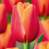 Tulip Time Out Tulip Time Out