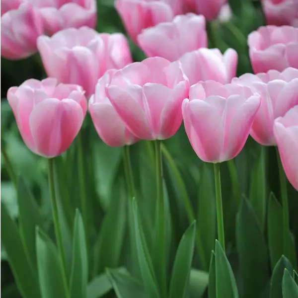 Tulip Tresor