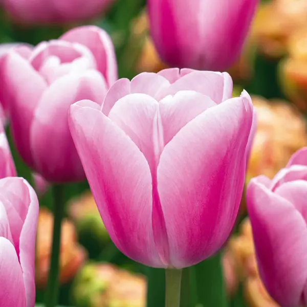 Tulip Tresor