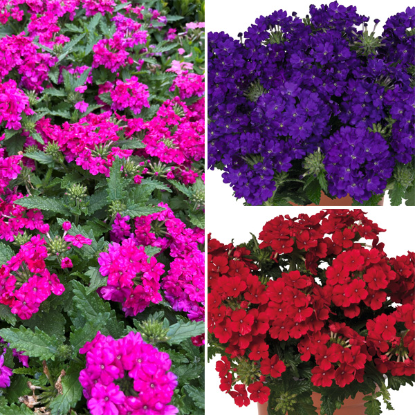 Verbena Bold Collection Verbena Bold Collection
