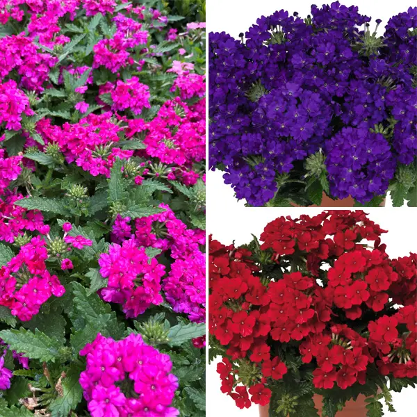 Verbena Bold Collection Verbena Bold Collection