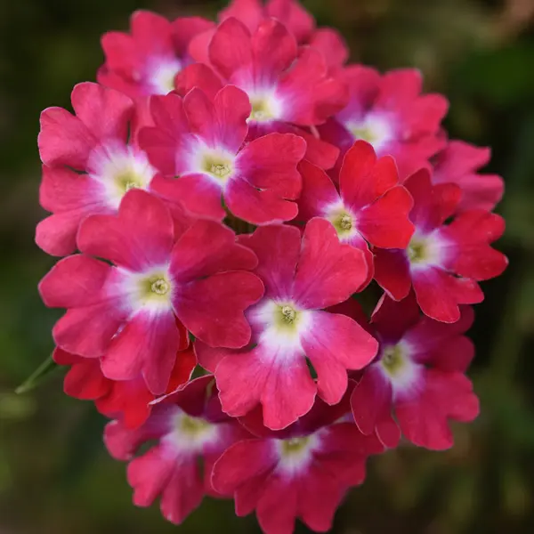 Verbena Cadet Magenta Wink Verbena Cadet Magenta Wink