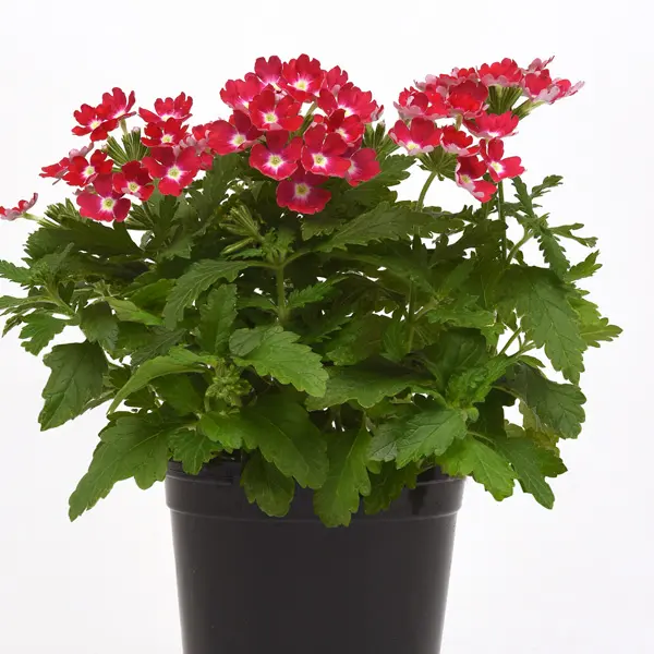 Verbena Cadet Magenta Wink Verbena Cadet Magenta Wink