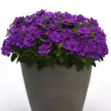 Verbena Cadet Collection Verbena Cadet Collection