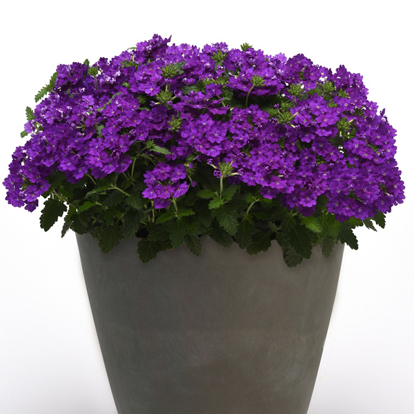 Verbena Cadet Collection Verbena Cadet Collection