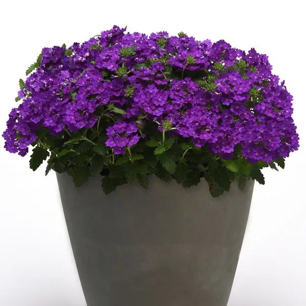 Verbena Cadet Collection Verbena Cadet Collection
