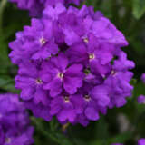 Verbena Cadet Violet Blue Verbena Cadet Violet Blue