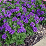 Verbena Cadet Violet Blue Verbena Cadet Violet Blue
