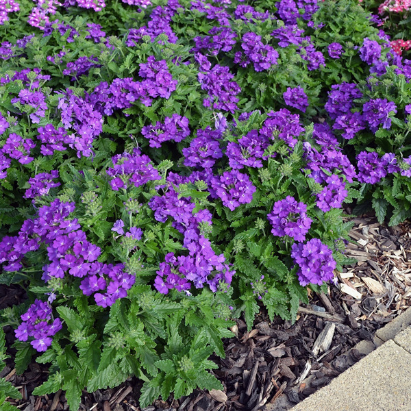 Verbena Cadet Violet Blue Verbena Cadet Violet Blue