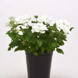 Verbena Cadet Collection Verbena Cadet Collection