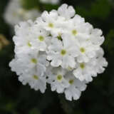 Verbena Cadet White Verbena Cadet White