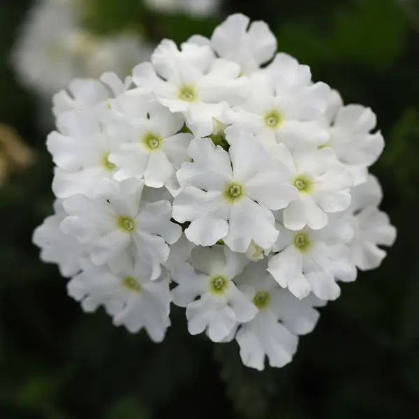 Verbena Cadet White Verbena Cadet White