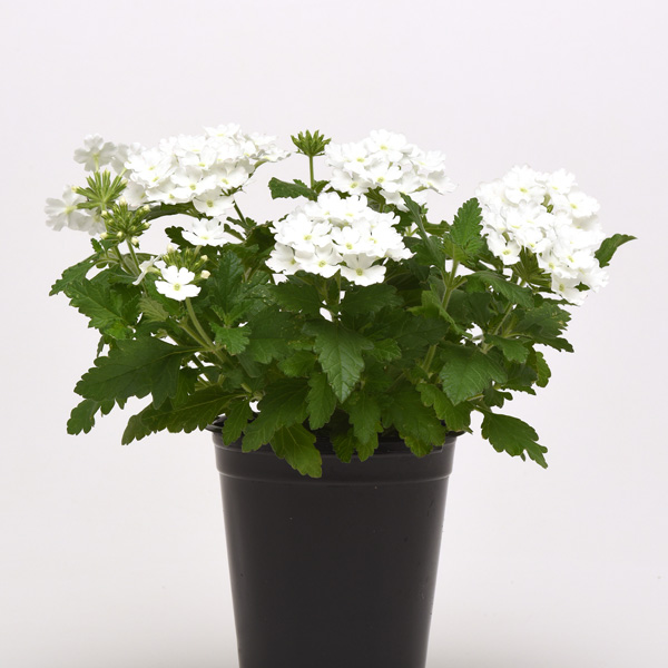 Verbena Cadet Collection Verbena Cadet Collection