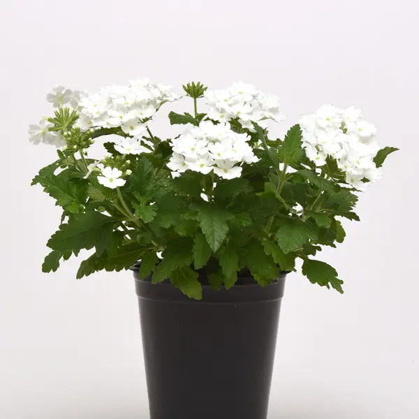 Verbena Cadet Collection Verbena Cadet Collection