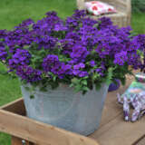 Verbena Lindolena Blue Verbena Lindolena Blue