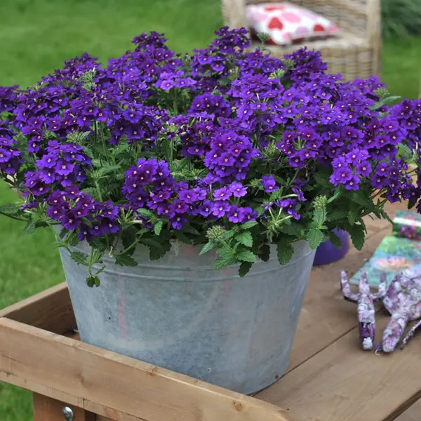 Verbena Lindolena Blue Verbena Lindolena Blue