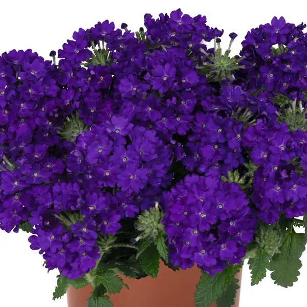 Verbena Lindolena Blue Verbena Lindolena Blue