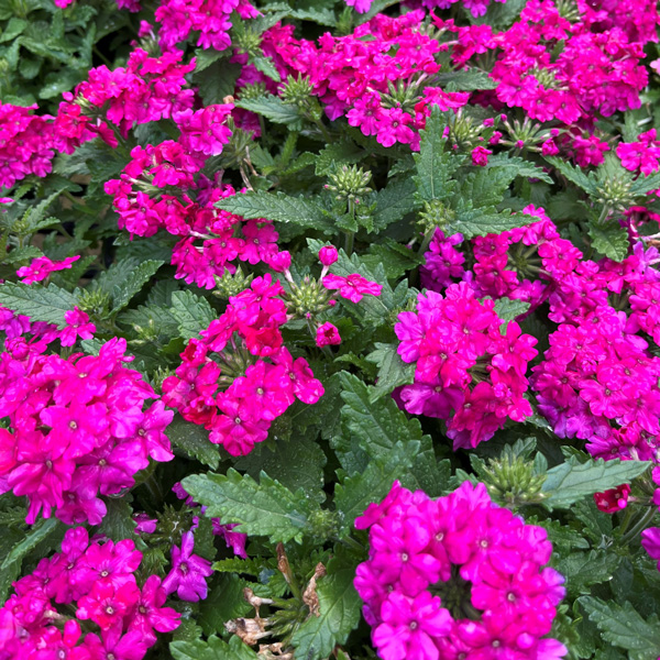 Verbena Lindolena Magenta Verbena Lindolena Magenta