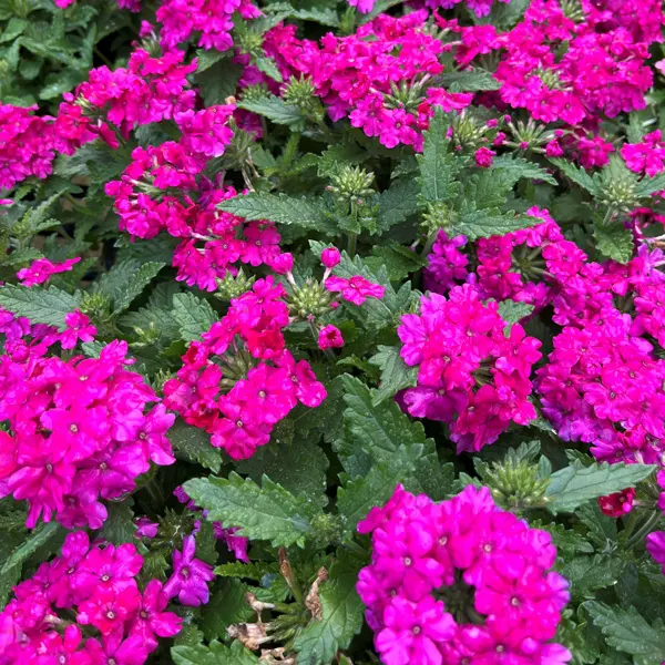 Verbena Lindolena Magenta Verbena Lindolena Magenta
