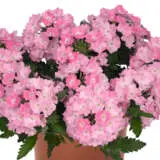 Verbena Lindolena Pink Verbena Lindolena Pink