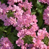 Verbena Lindolena Pink Verbena Lindolena Pink