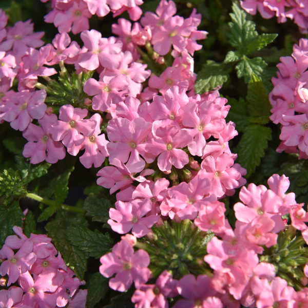 Verbena Lindolena Pink Verbena Lindolena Pink