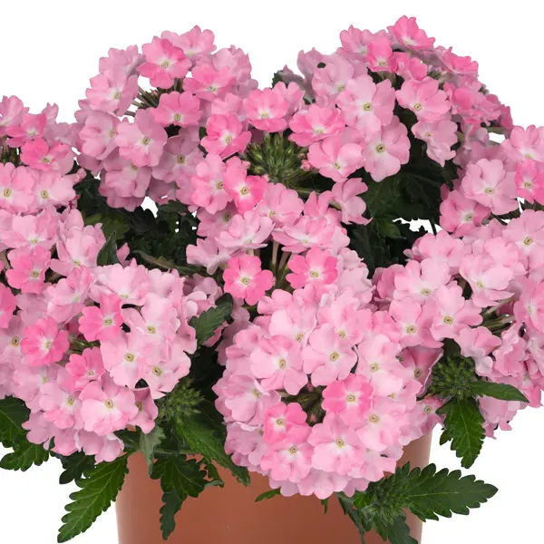 Verbena Lindolena Pink Verbena Lindolena Pink