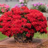 Verbena Lindolena Red Verbena Lindolena Red
