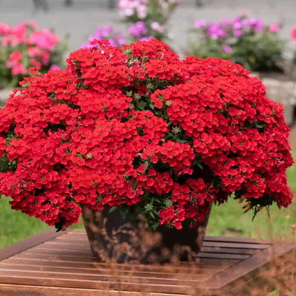 Verbena Lindolena Red Verbena Lindolena Red