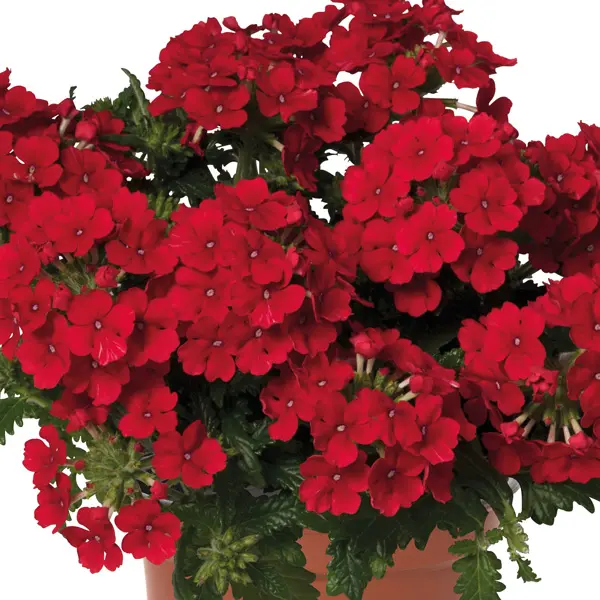 Verbena Lindolena Red Verbena Lindolena Red