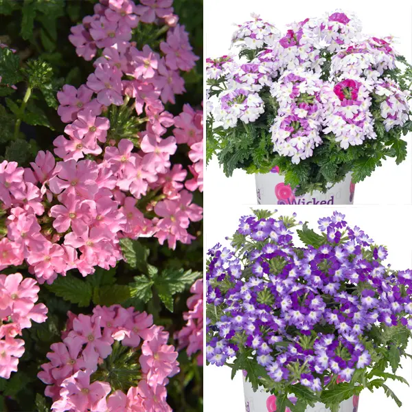 Verbena Pastels Collection Verbena Pastels Collection