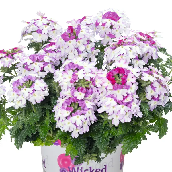Verbena Wicked Magenta Verbena Wicked Magenta