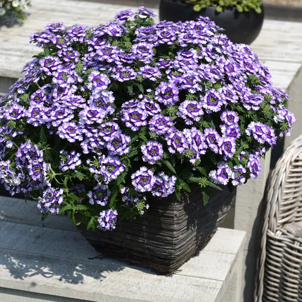 Verbena Wicked Purple Verbena Wicked Purple